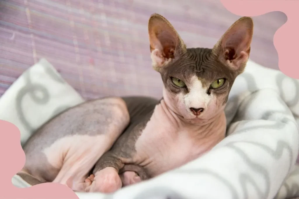 Sphynx Cat