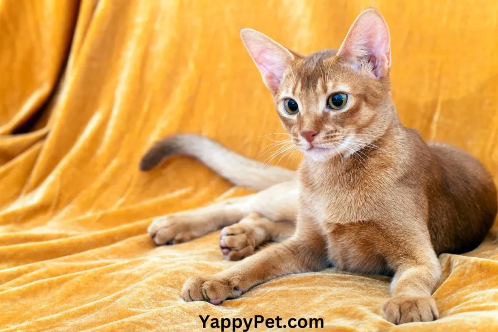 The Abyssinian Cat