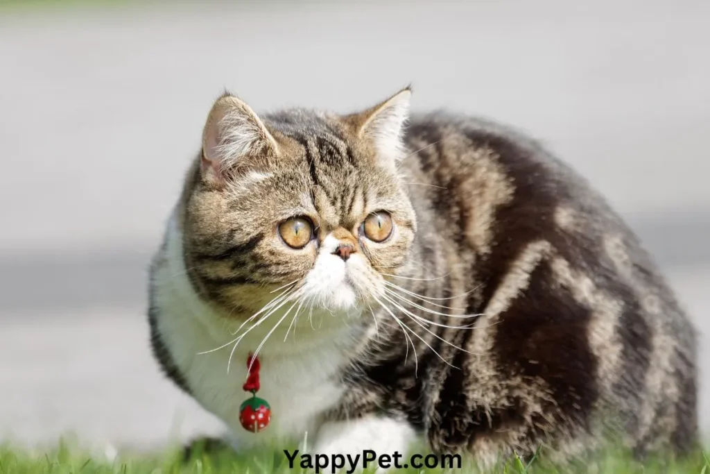 The Exotic Shorthair