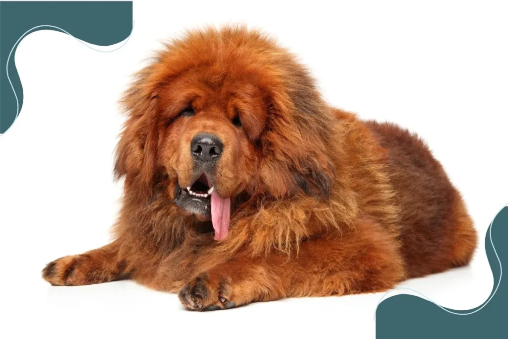 Tibetan Mastiff