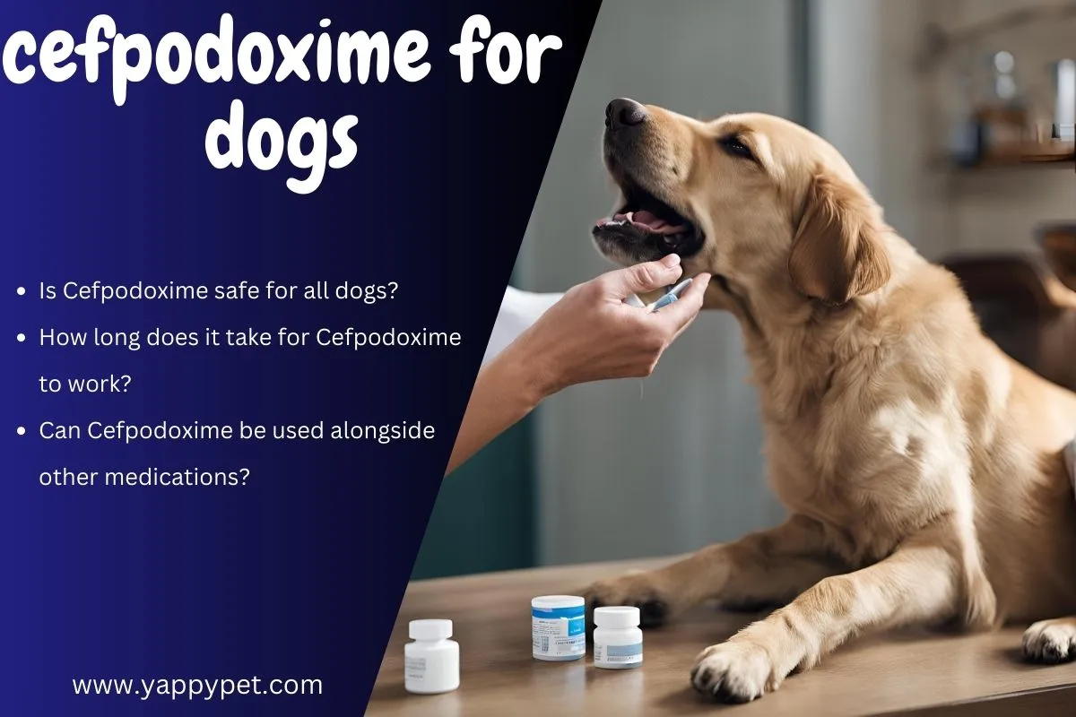 cefpodoxime for dogs